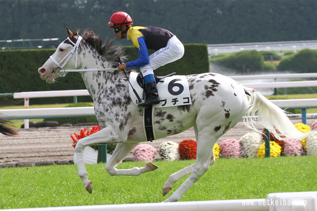 Buchiko | Horse Profile, Pedigree, Form, Race Record - netkeiba