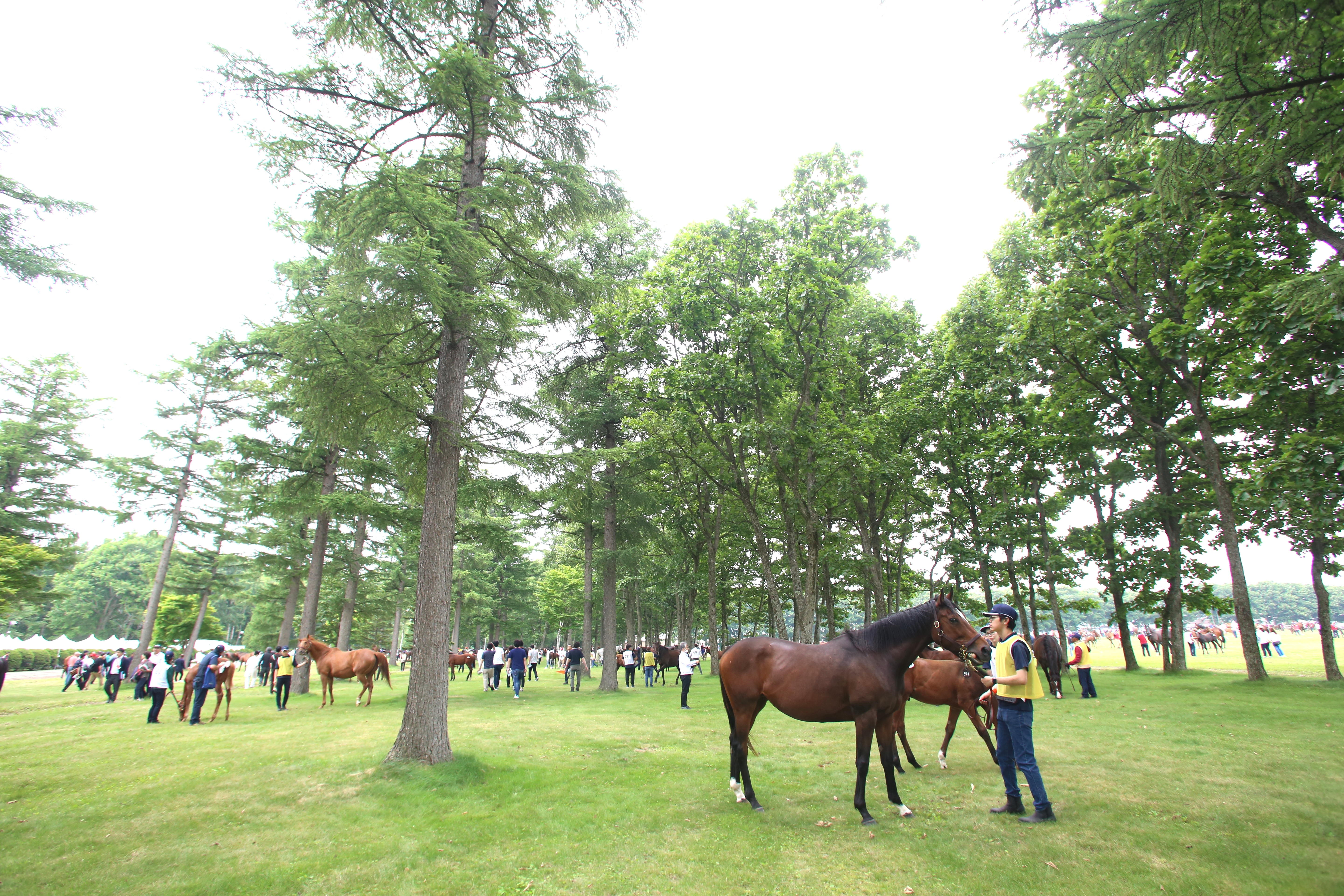 Select Sale in Hokkaido (Photo: netkeiba)