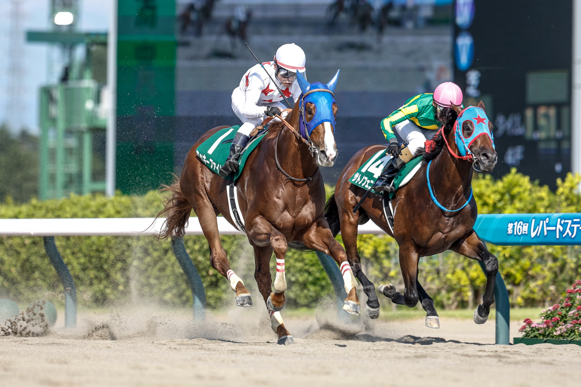 Leopard Stakes (Image: netkeiba)