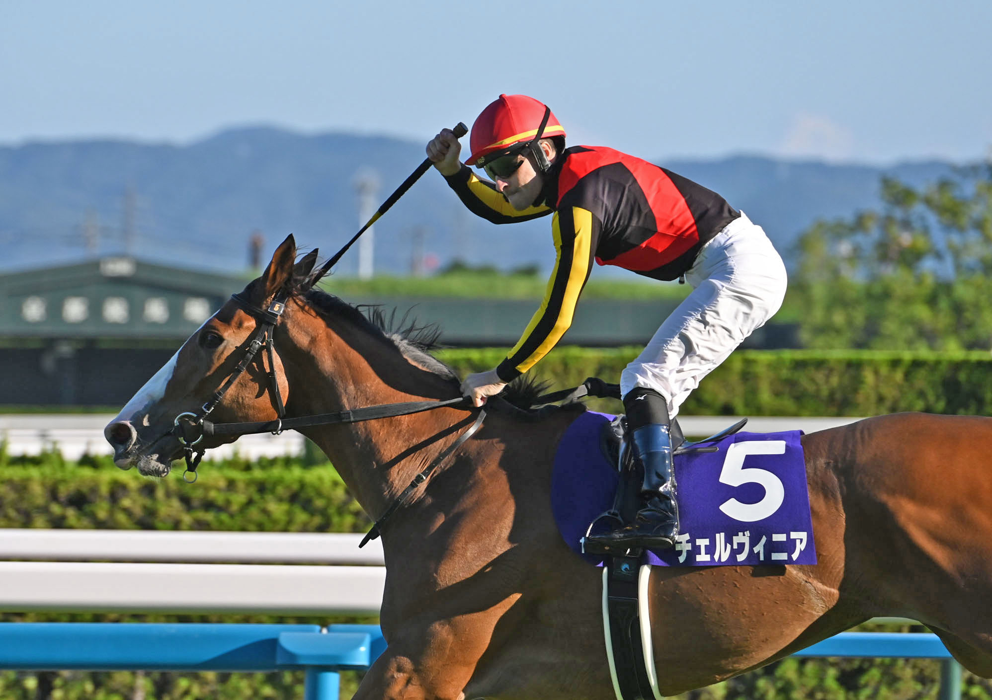 Cervinia wins the Shuka Sho 2024. (Photo: netkeiba)