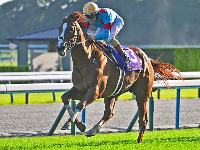 Urban Chic wins the Kikuka Sho 2024. (Photo: netkeiba)