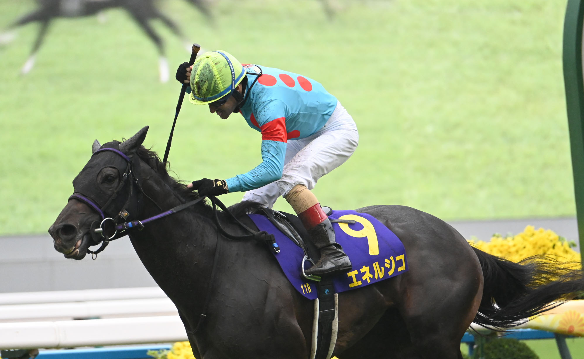 KIKUKA SHO Past Winners: List of Previous Kikuka Sho (Japanese St.leger) (G1) Winners