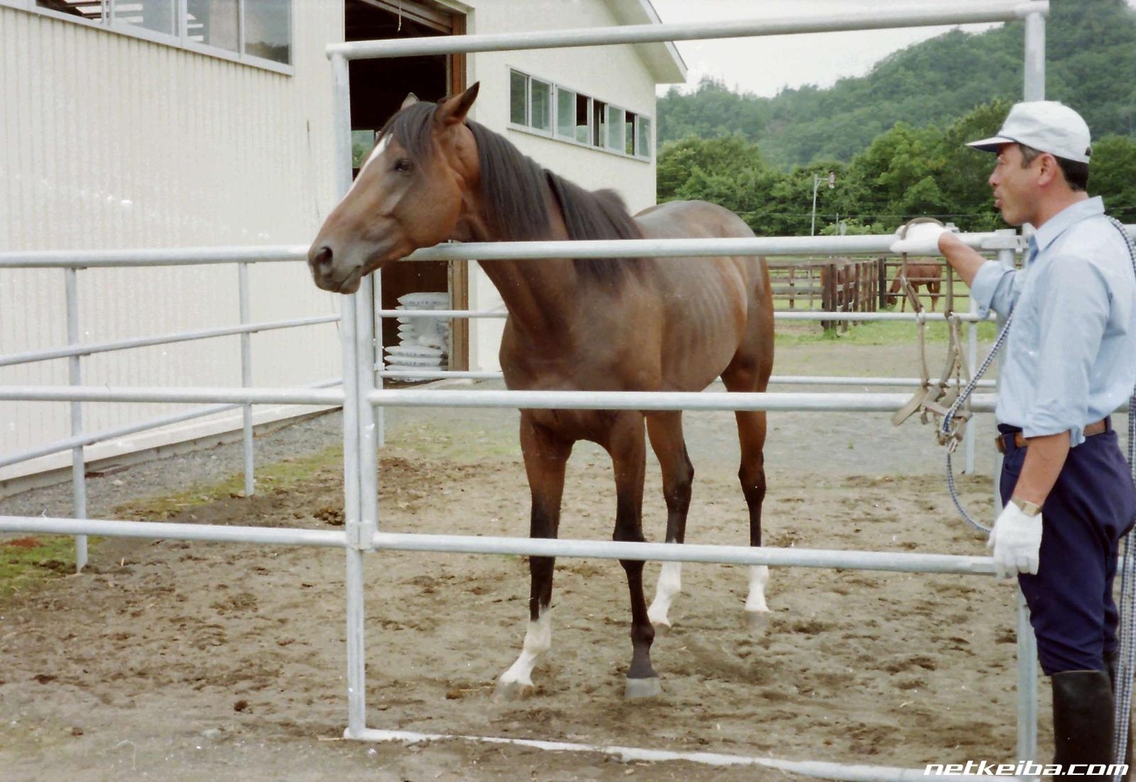 Tokai Teio at the Nibutani Training Center