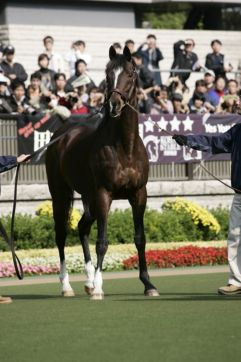 Tokai Teio: The Brilliant Champion Who Always Came Back