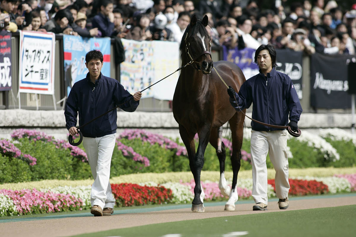 Tokai Teio at the 2009 Tokyo Racecourse Paddock
