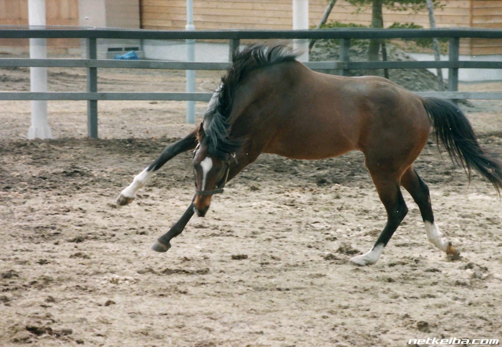 Tokai Teio at the Shadai Stallion Station