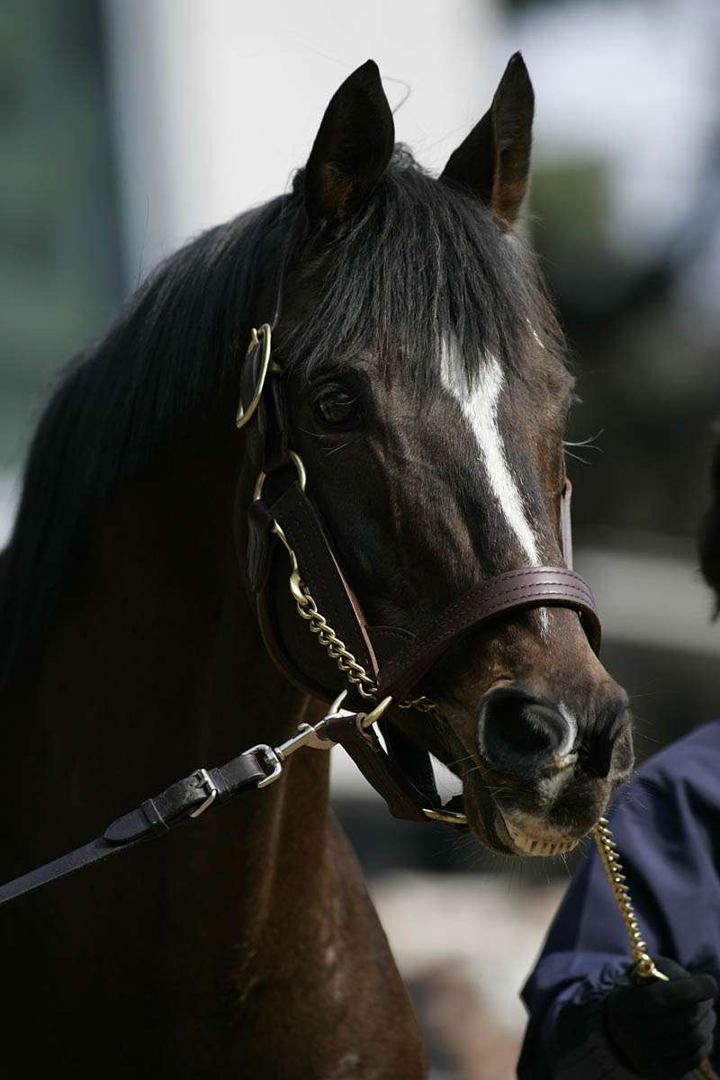 Tokai Teio at the 2009 Tokyo Racecourse