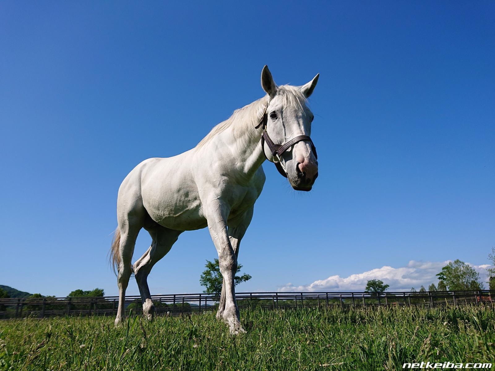 Gold Ship: The Unpredictable Giant of Japanese Racing
