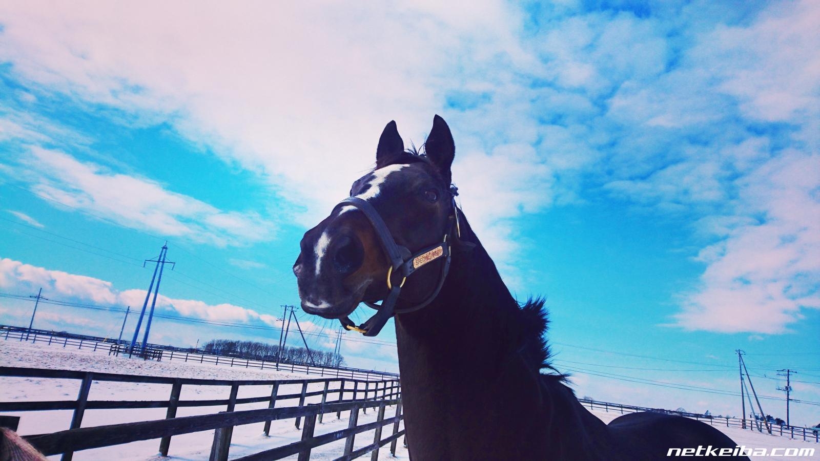 Special Week: The Colt Who Delivered Yutaka Take’s First Derby Triumph