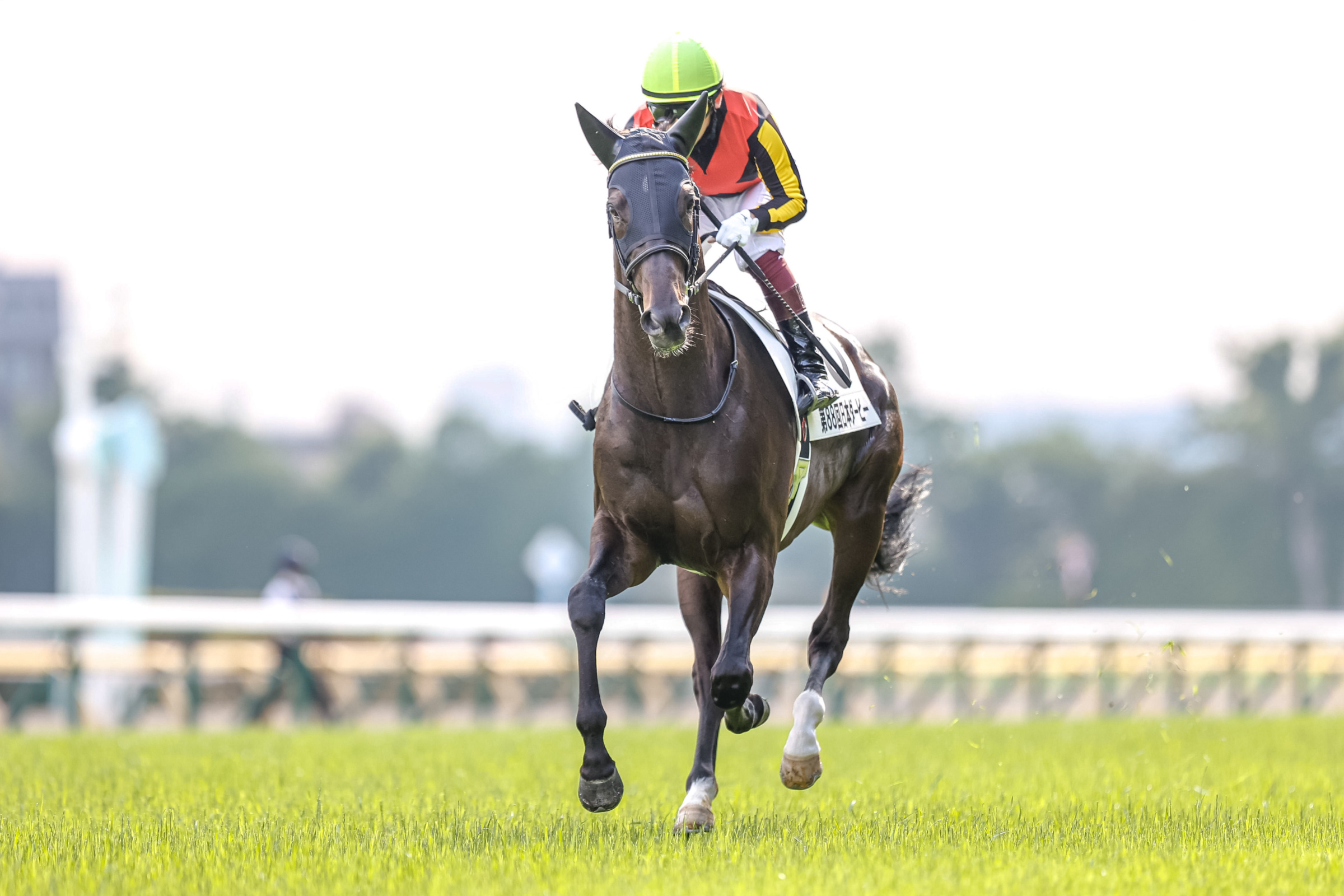 Shahryar won 2021 G1 Japanese Derby (Photo: Yuki Shimono)